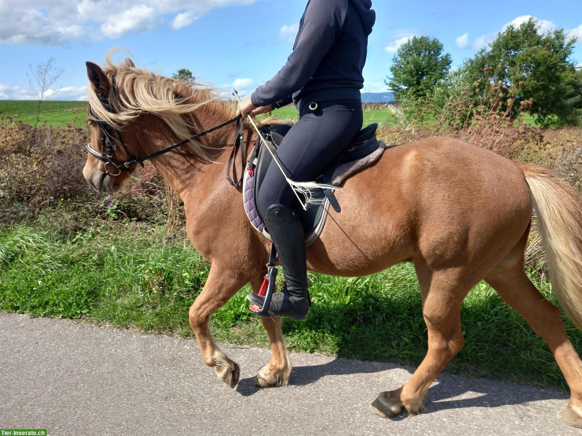 Bild 2: Islandpferd Wallach (2019) sensibel und lernwillig