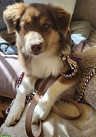 Australian Shepherd Hündin, Red Tri, 19 Monate