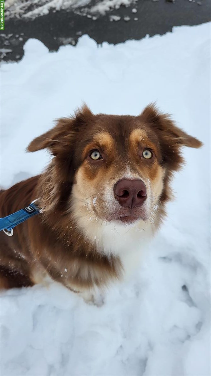 Bild 2: Australian Shepherd Hündin, Red Tri, 19 Monate