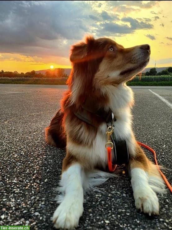 Bild 3: Australian Shepherd Hündin, Red Tri, 19 Monate