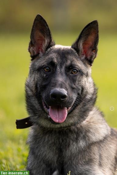Malinois Mischlingsrüde sucht hundeerfahrenes Zuhause