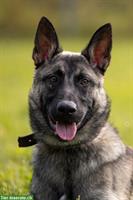 Malinois Mischlingsrüde sucht hundeerfahrenes Zuhause