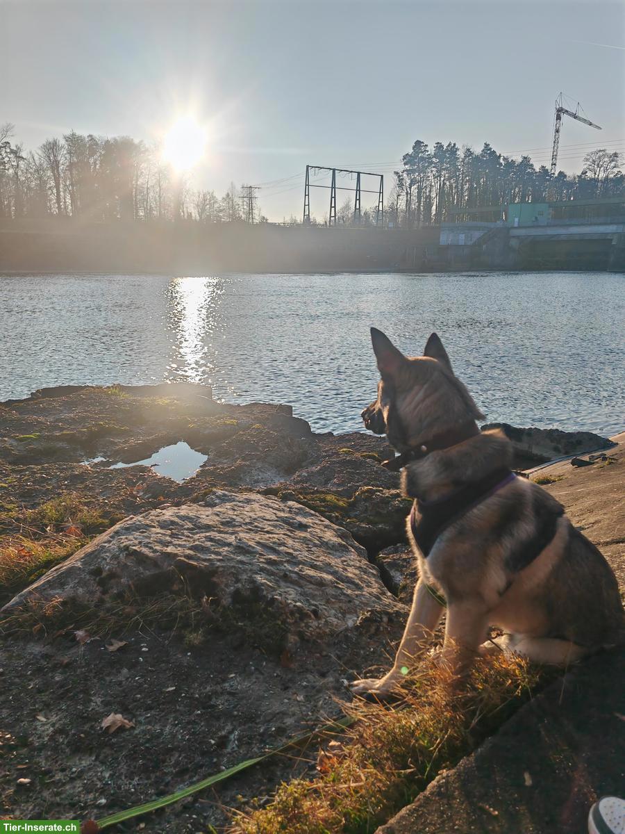 Bild 10: Malinois Mischlingsrüde sucht hundeerfahrenes Zuhause