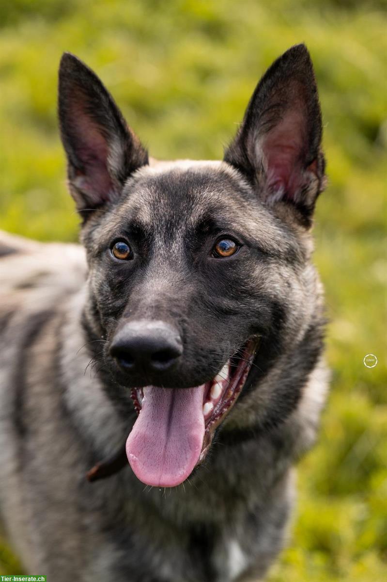 Bild 2: Malinois Mischlingsrüde sucht hundeerfahrenes Zuhause