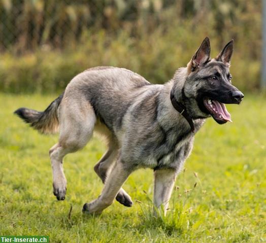 Bild 3: Malinois Mischlingsrüde sucht hundeerfahrenes Zuhause