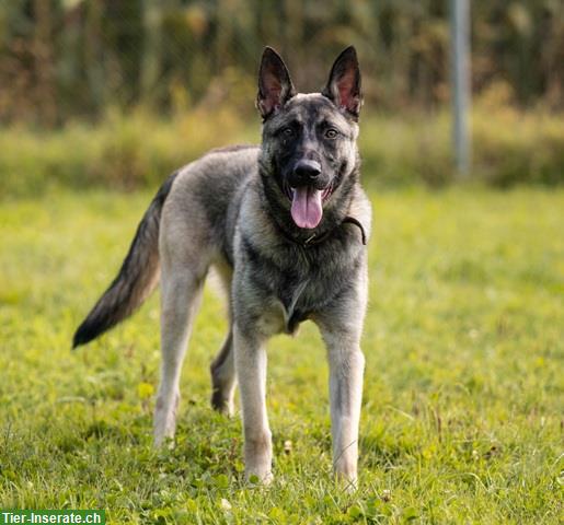 Bild 4: Malinois Mischlingsrüde sucht hundeerfahrenes Zuhause