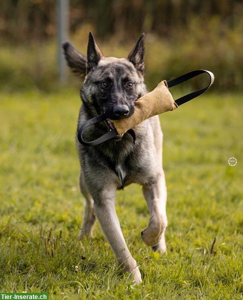 Bild 5: Malinois Mischlingsrüde sucht hundeerfahrenes Zuhause