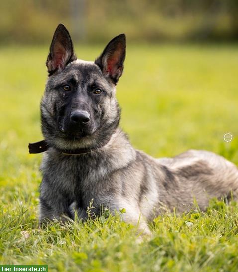 Bild 6: Malinois Mischlingsrüde sucht hundeerfahrenes Zuhause