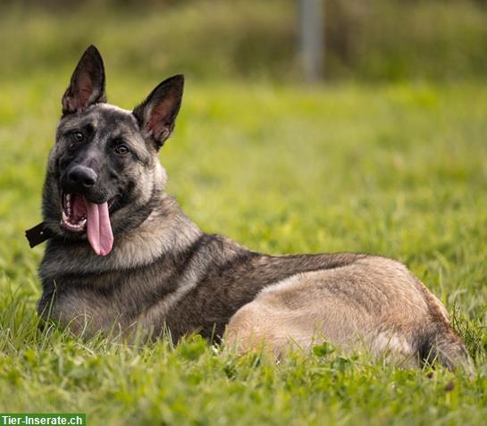 Bild 7: Malinois Mischlingsrüde sucht hundeerfahrenes Zuhause