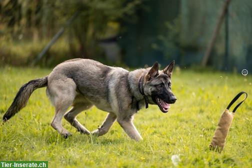 Bild 8: Malinois Mischlingsrüde sucht hundeerfahrenes Zuhause