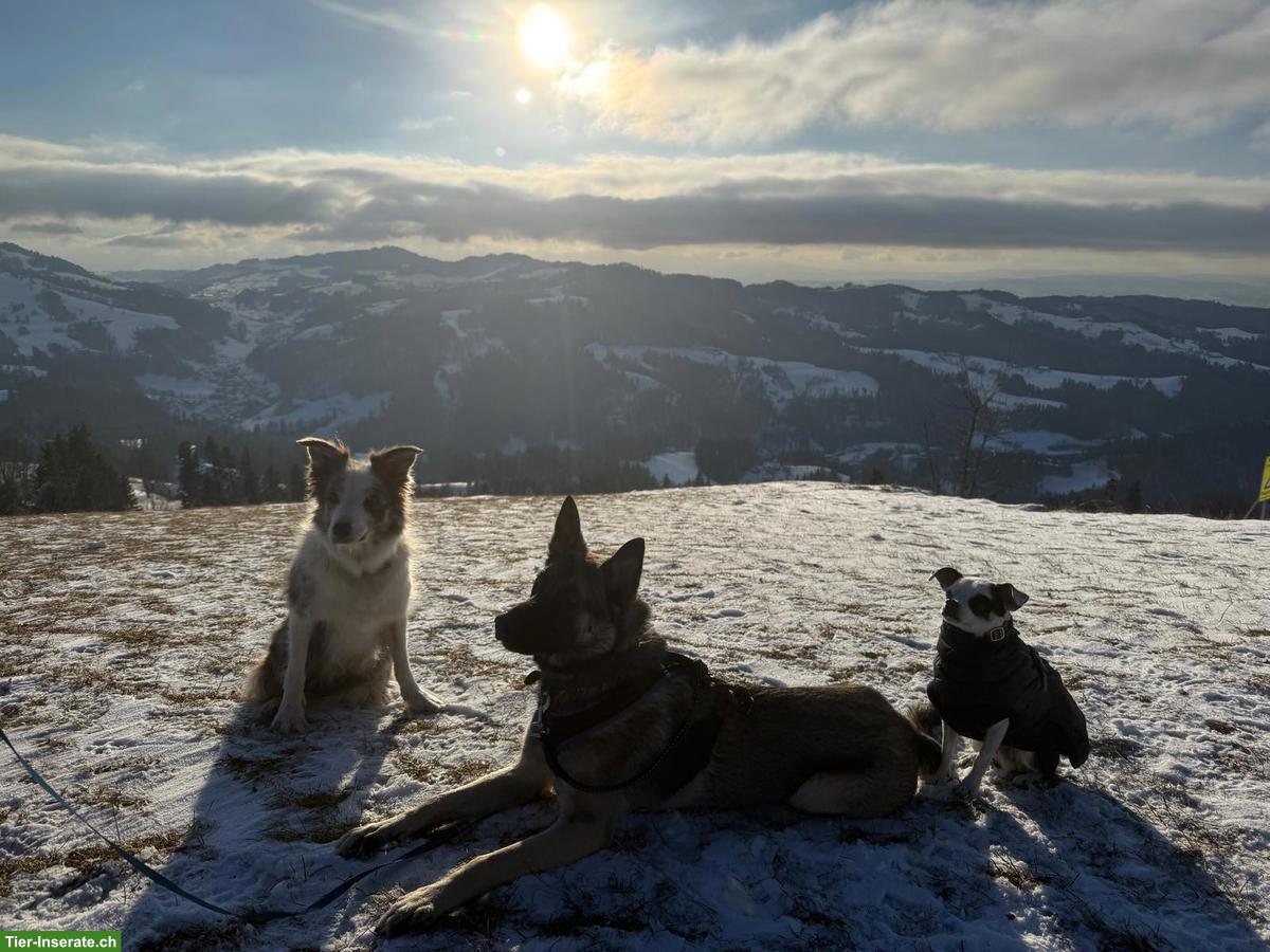 Bild 9: Malinois Mischlingsrüde sucht hundeerfahrenes Zuhause