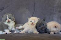 Zuckersüsse Britisch BKH Kitten Bärchen mit Stammbaum
