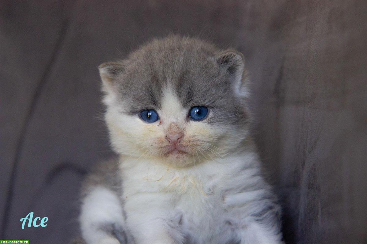 Bild 2: Zuckersüsse Britisch BKH Kitten Bärchen mit Stammbaum