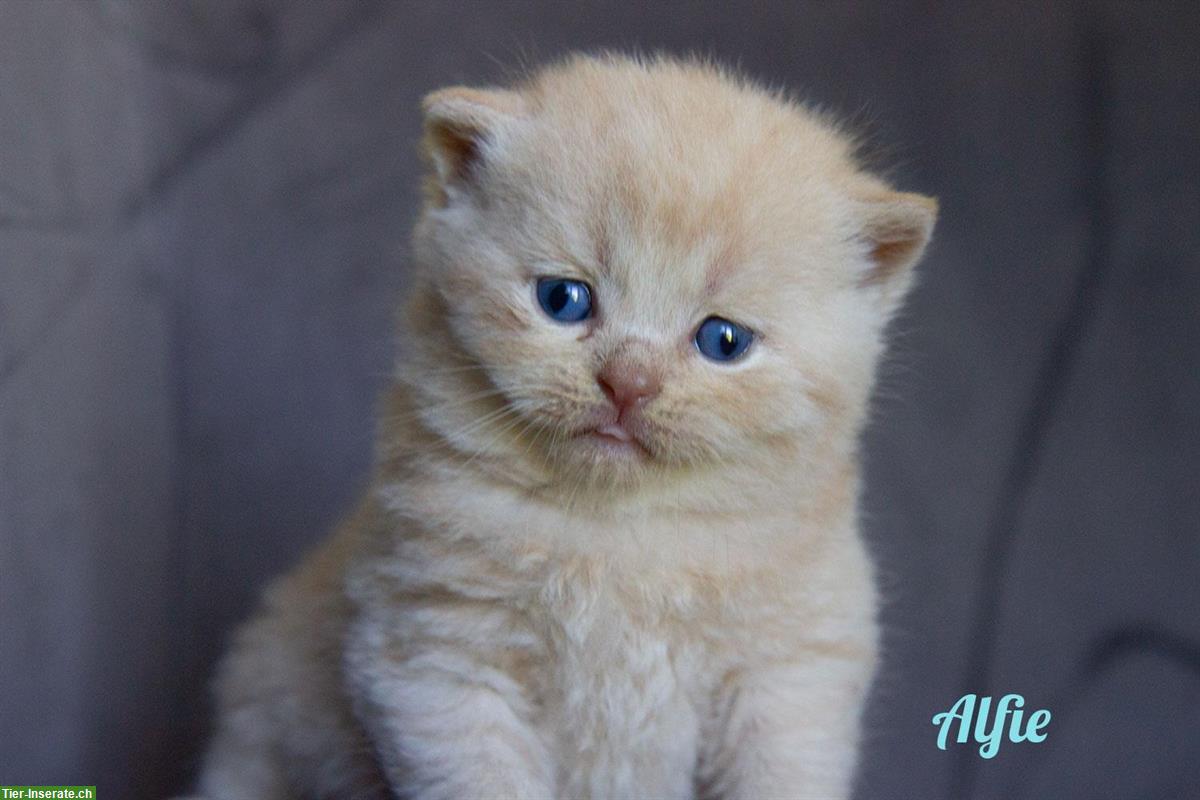 Bild 3: Zuckersüsse Britisch BKH Kitten Bärchen mit Stammbaum