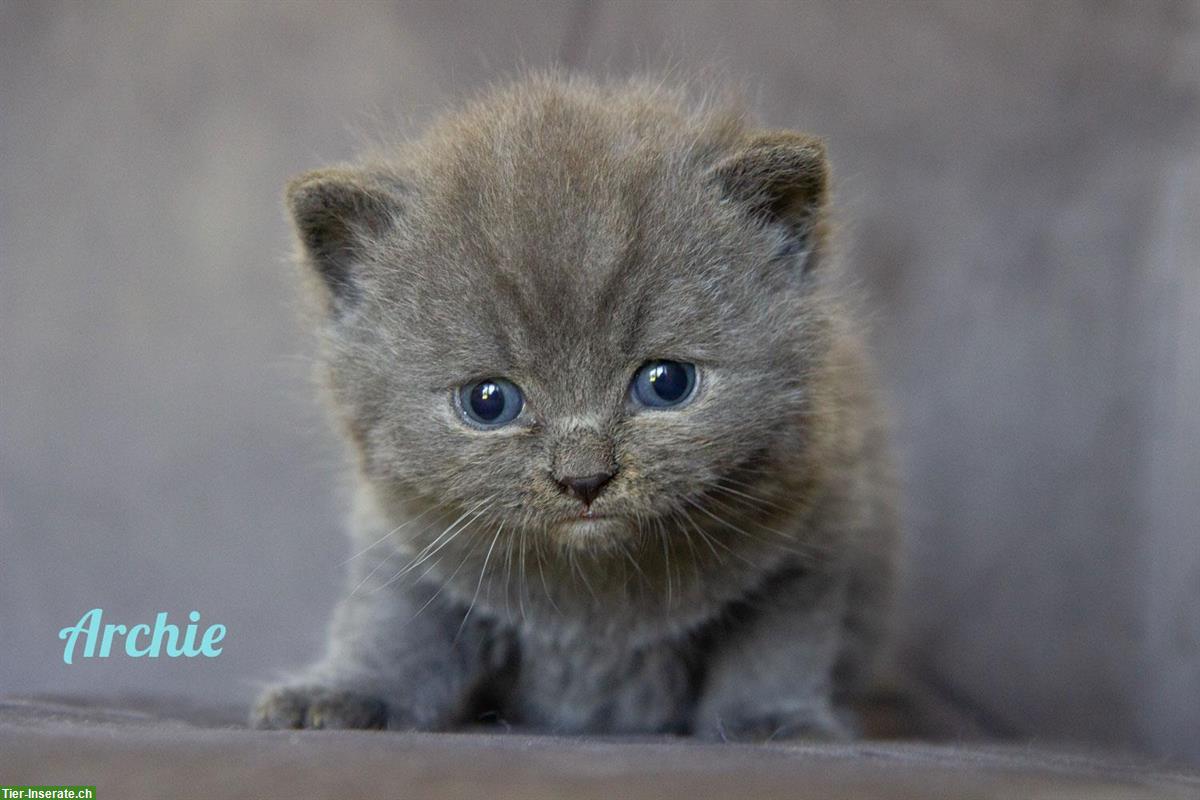 Bild 4: Zuckersüsse Britisch BKH Kitten Bärchen mit Stammbaum