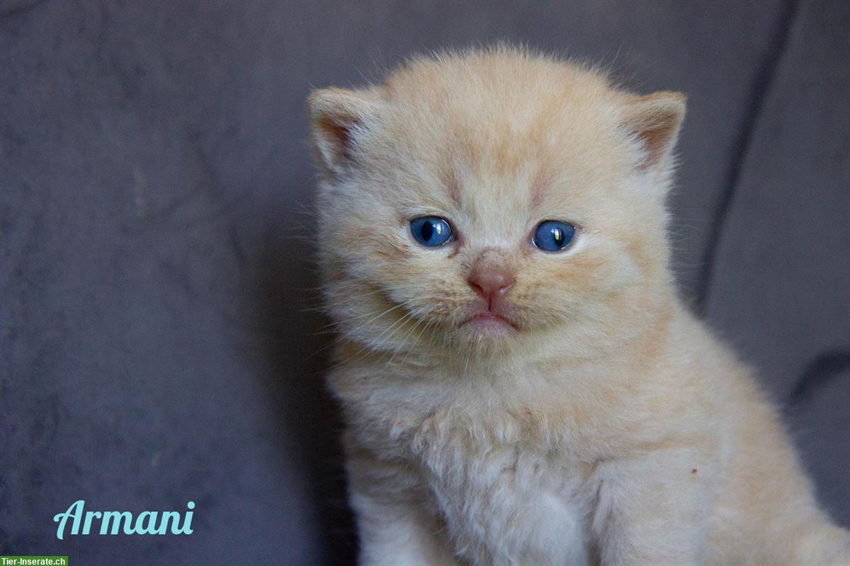 Bild 5: Zuckersüsse Britisch BKH Kitten Bärchen mit Stammbaum