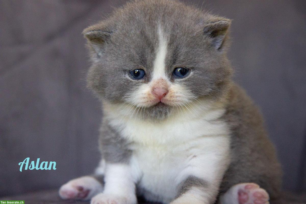 Bild 6: Zuckersüsse Britisch BKH Kitten Bärchen mit Stammbaum