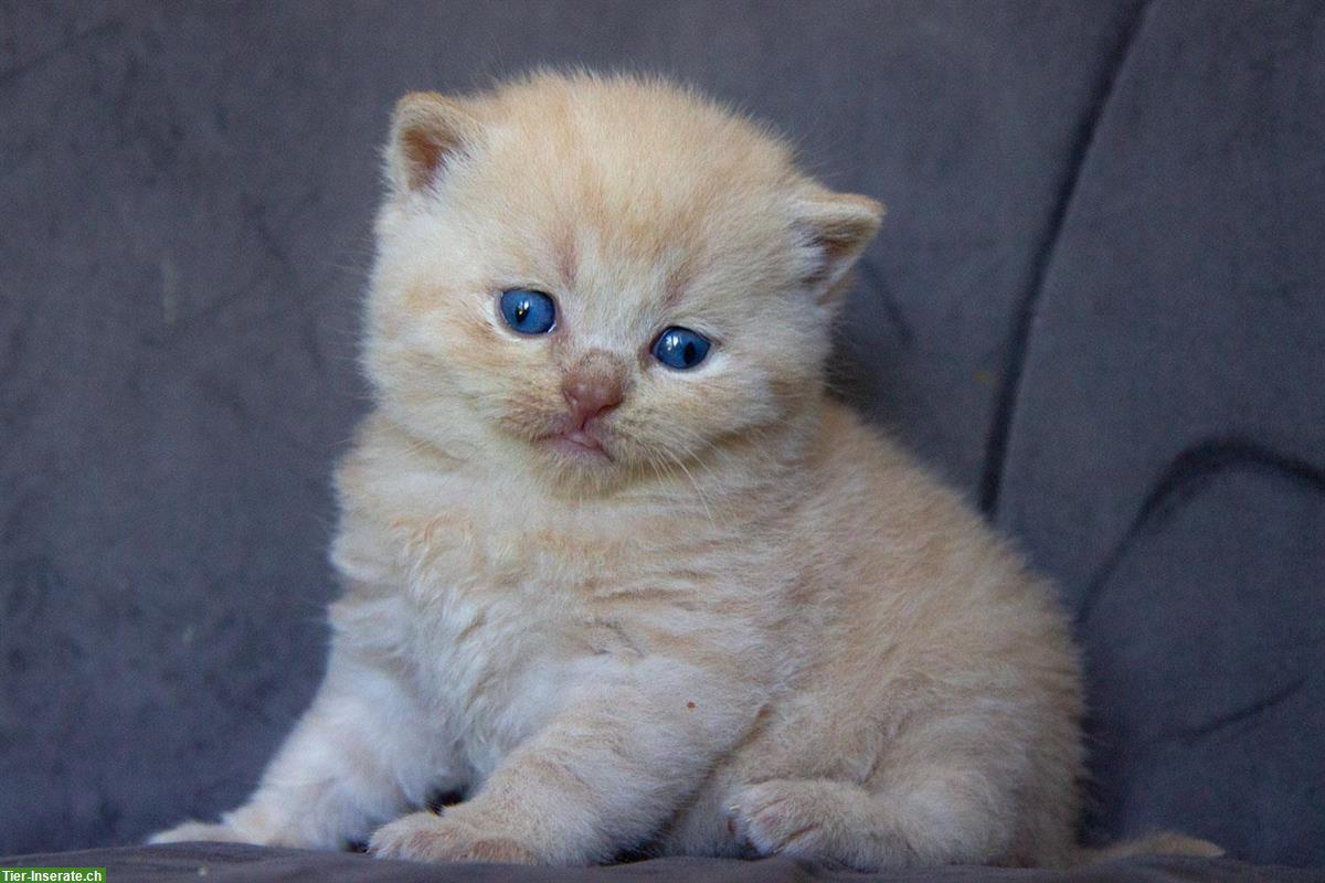 Bild 7: Zuckersüsse Britisch BKH Kitten Bärchen mit Stammbaum