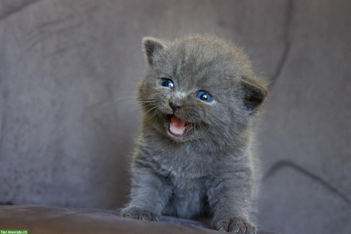 Bild 8: Zuckersüsse Britisch BKH Kitten Bärchen mit Stammbaum