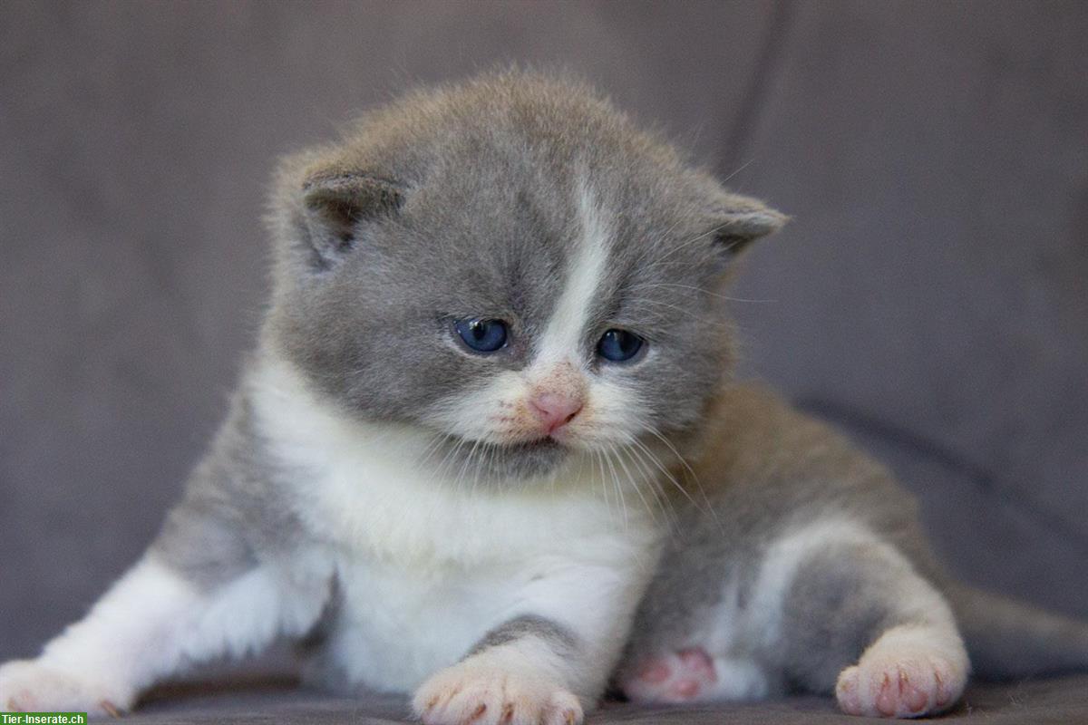 Bild 9: Zuckersüsse Britisch BKH Kitten Bärchen mit Stammbaum