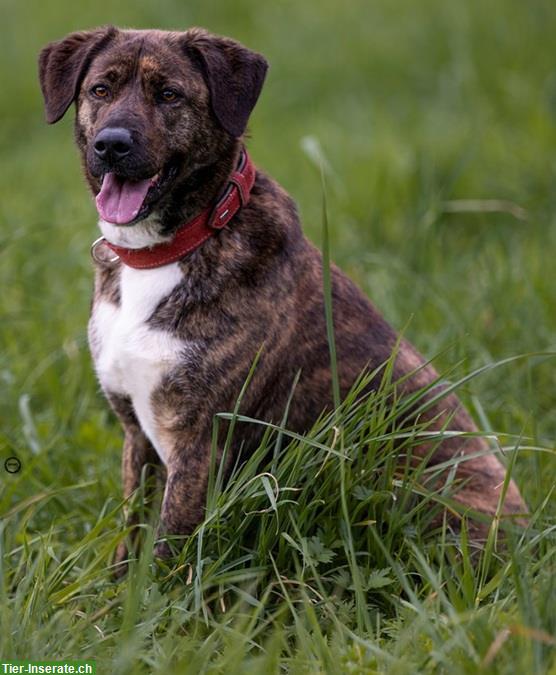 Timba, eine wunderschöne Hirtenhund Prinzessin