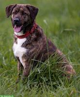 Timba, eine wunderschöne Hirtenhund Prinzessin