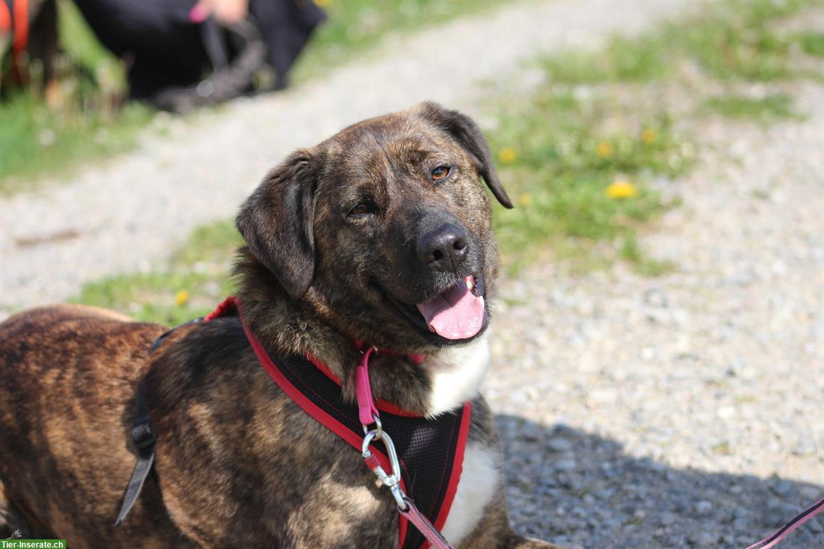 Bild 2: Timba, eine wunderschöne Hirtenhund Prinzessin