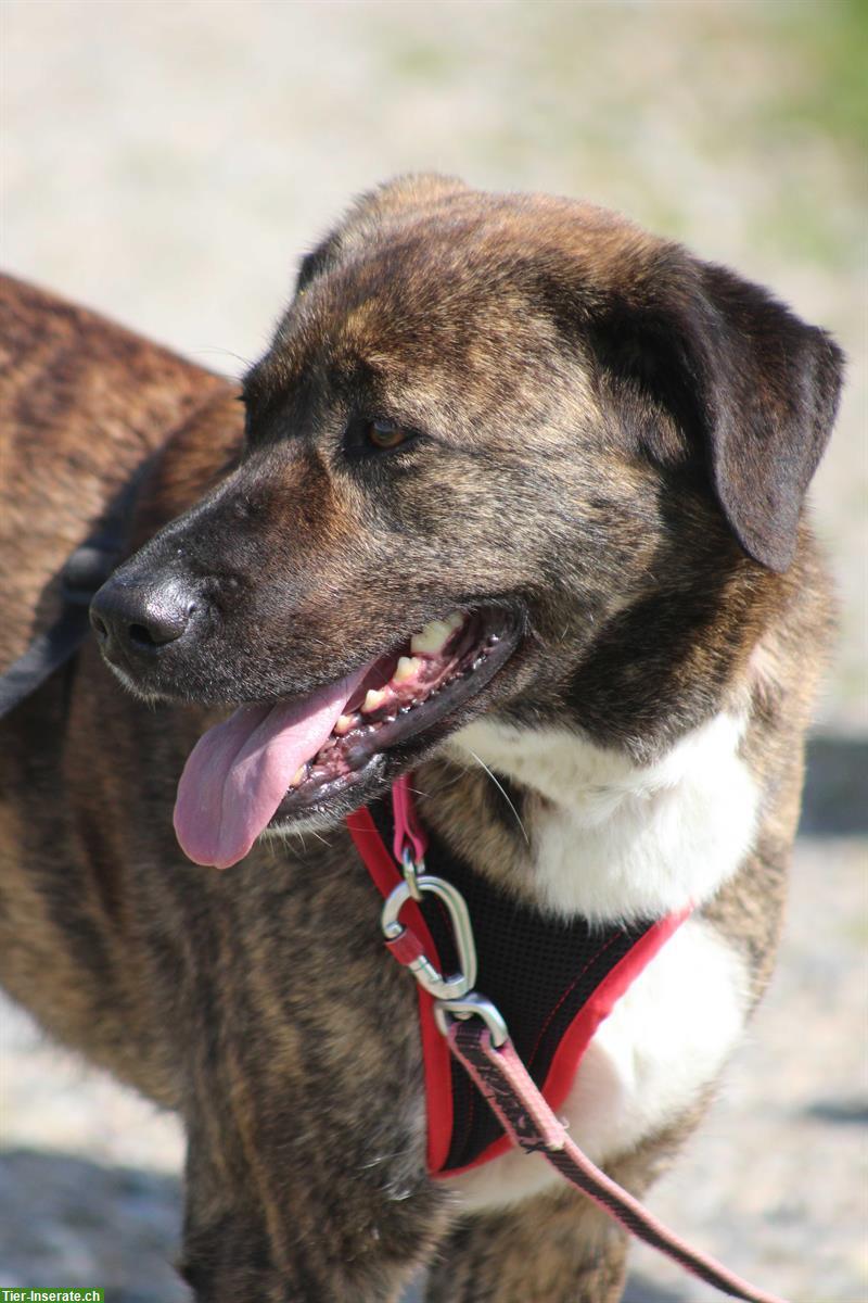 Bild 3: Timba, eine wunderschöne Hirtenhund Prinzessin