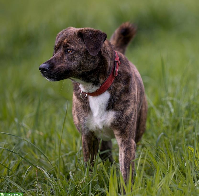 Bild 4: Timba, eine wunderschöne Hirtenhund Prinzessin