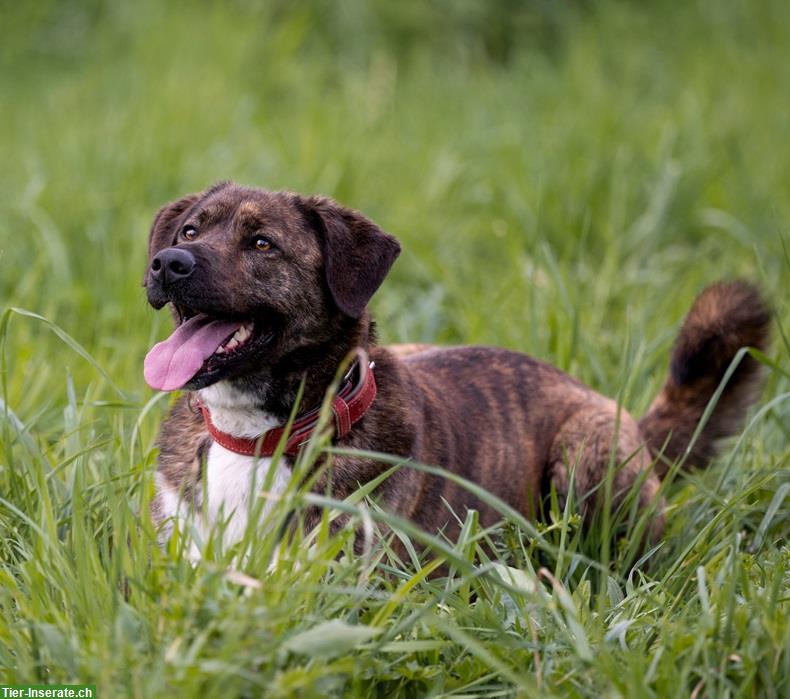Bild 5: Timba, eine wunderschöne Hirtenhund Prinzessin