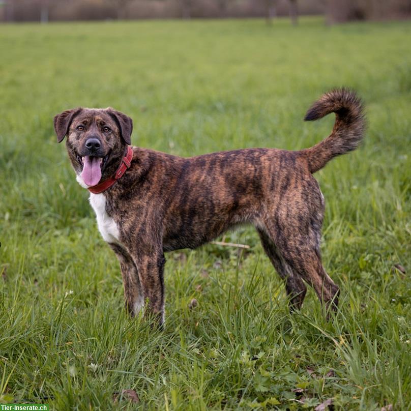 Bild 6: Timba, eine wunderschöne Hirtenhund Prinzessin