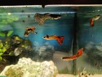 Guppy Fische gratis abzugeben, weiblich und männlich