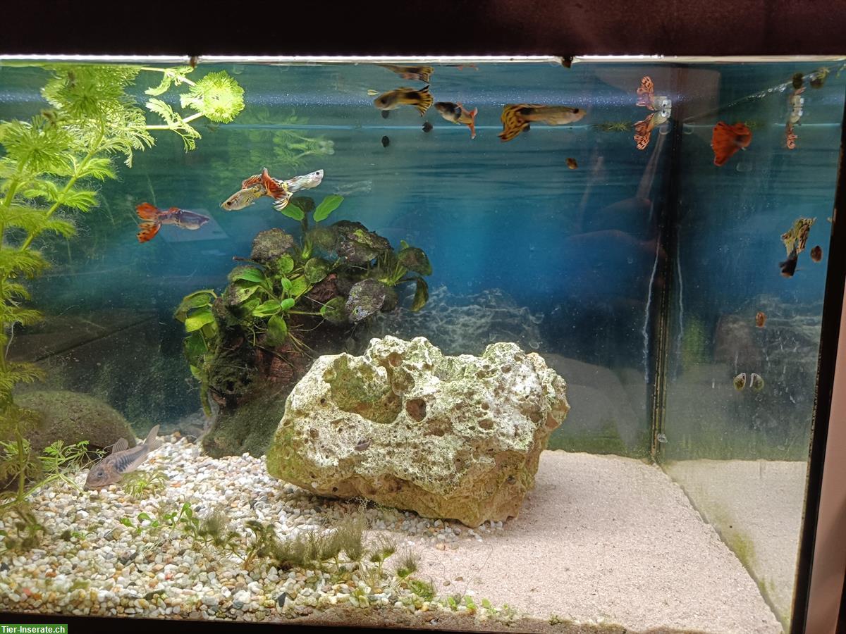 Bild 2: Guppy Fische gratis abzugeben, weiblich und männlich