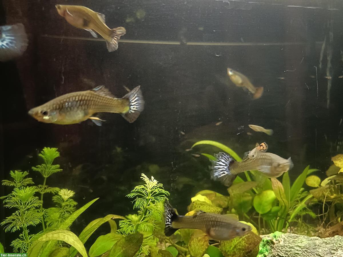 Bild 3: Guppy Fische gratis abzugeben, weiblich und männlich