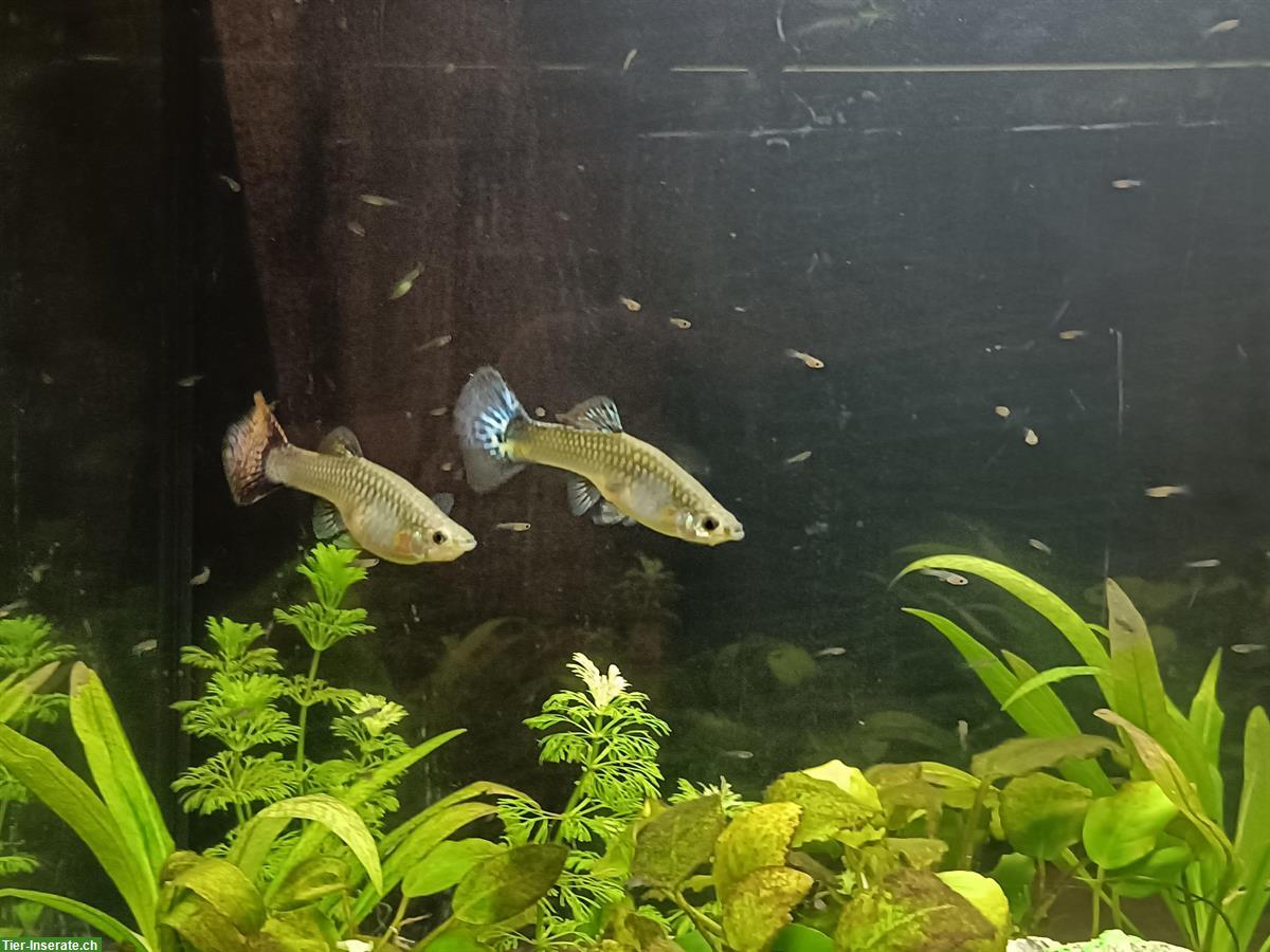 Bild 4: Guppy Fische gratis abzugeben, weiblich und männlich