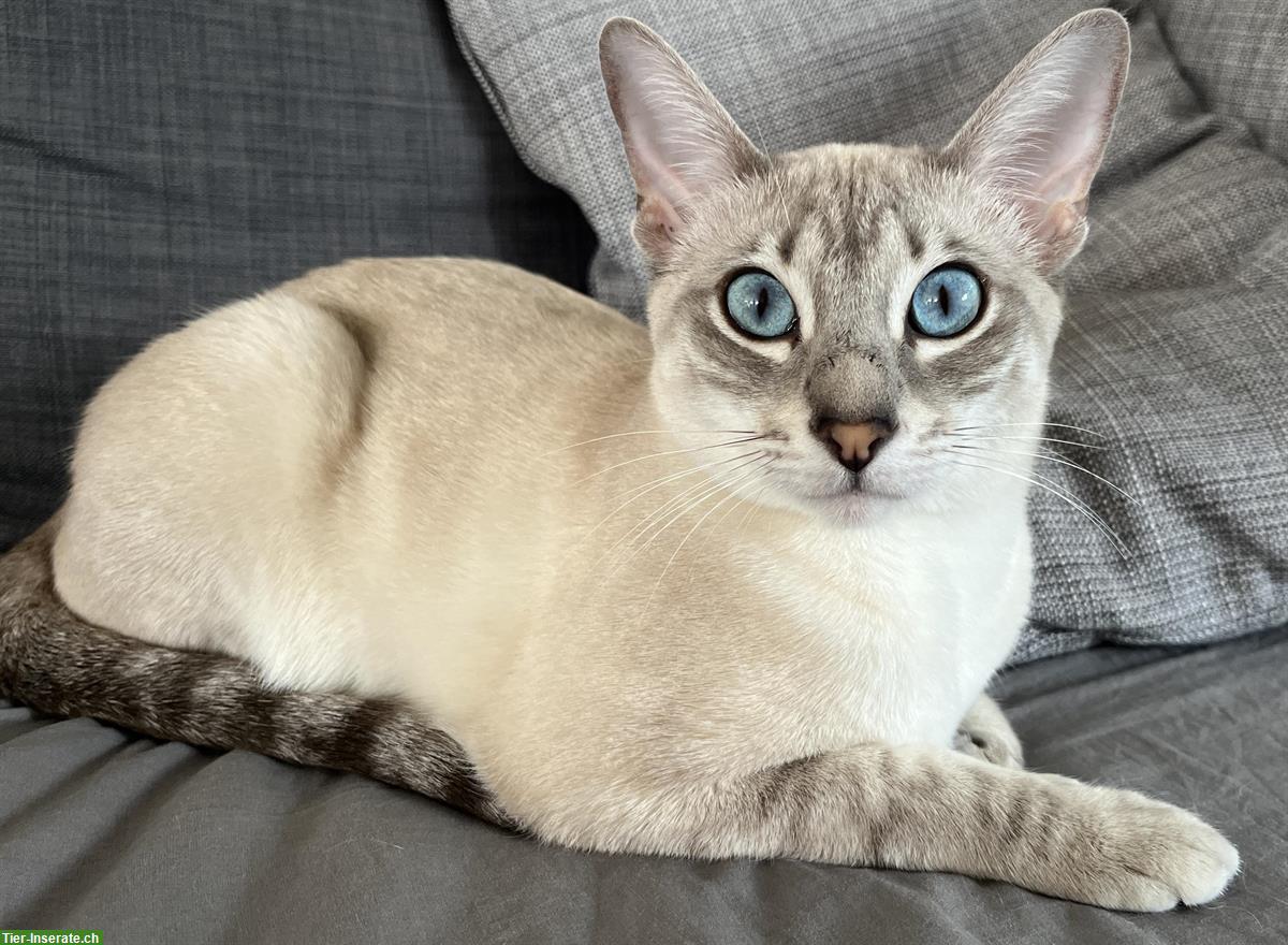 Wunderschöne Snow Savannah Bengal Mix Katze