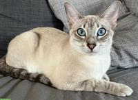 Wunderschöne Snow Savannah Bengal Mix Katze
