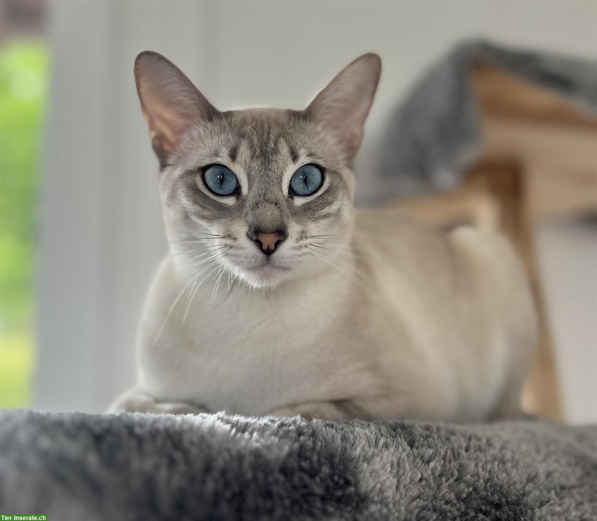 Bild 3: Wunderschöne Snow Savannah Bengal Mix Katze