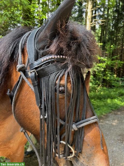 Bild 5: Prydi Isländer-Zaum, neu, schwarz mit Glitzer-Stirnband