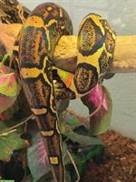2 Boa Constrictor Weibchen 2,5-jährig abzugeben