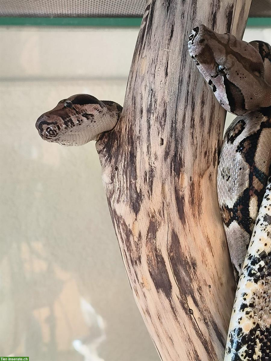 Bild 2: 2 Boa Constrictor Weibchen 2,5-jährig abzugeben