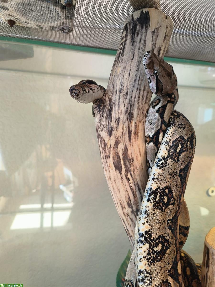 Bild 3: 2 Boa Constrictor Weibchen 2,5-jährig abzugeben