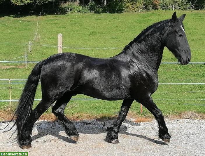 Friesen Wallach, 22-jährig, Beistellpferd oder Freizeitpferd