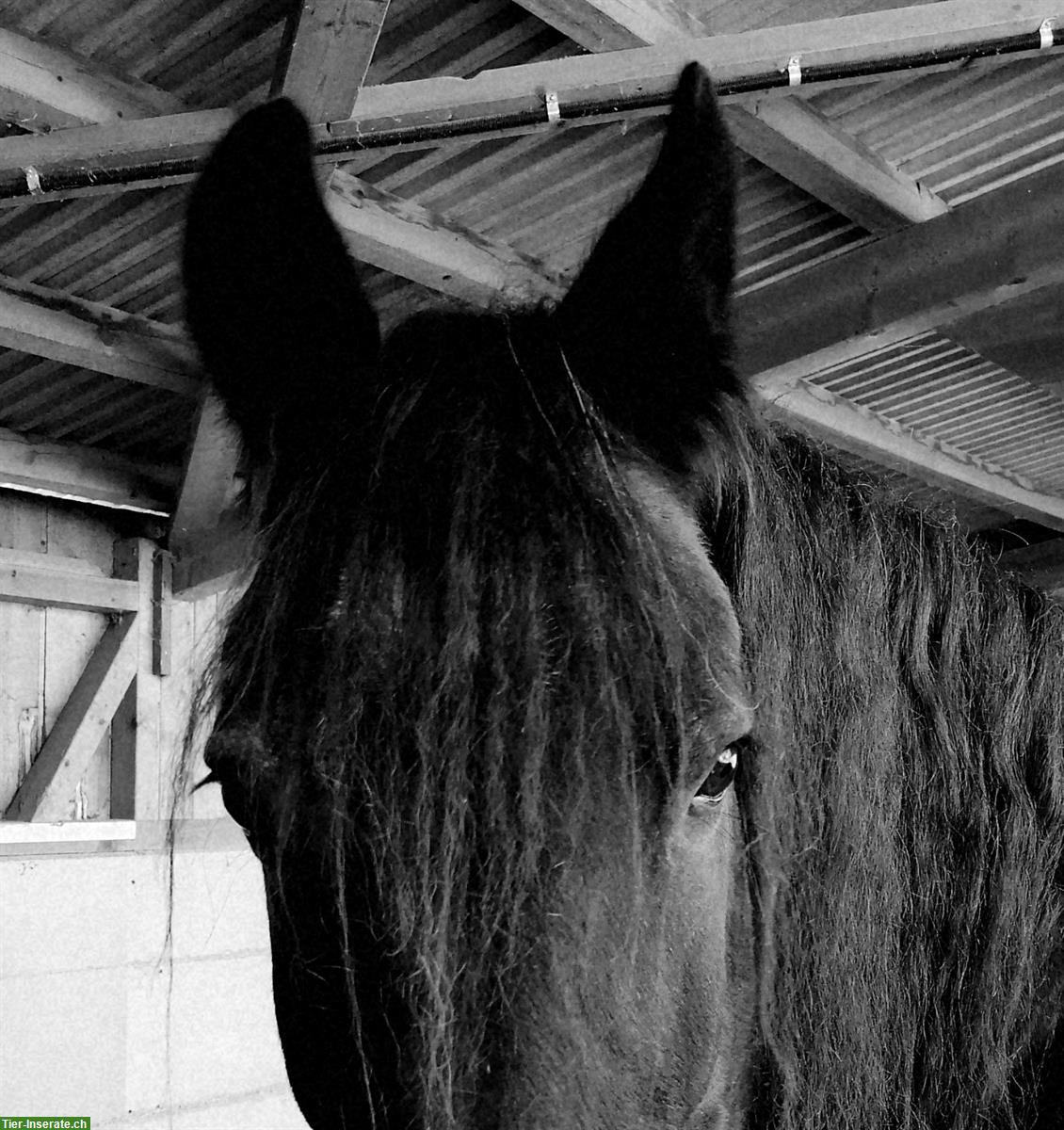 Bild 2: Friesen Wallach, 22-jährig, Beistellpferd oder Freizeitpferd