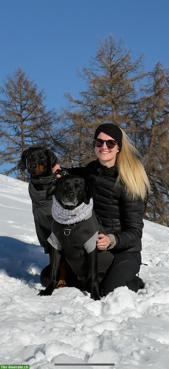 Biete Ferien- & Tagesbetreuung für Hunde im ZH Oberland