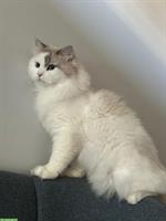 Neva Masquarade Deckkater, Seal Tabby Point