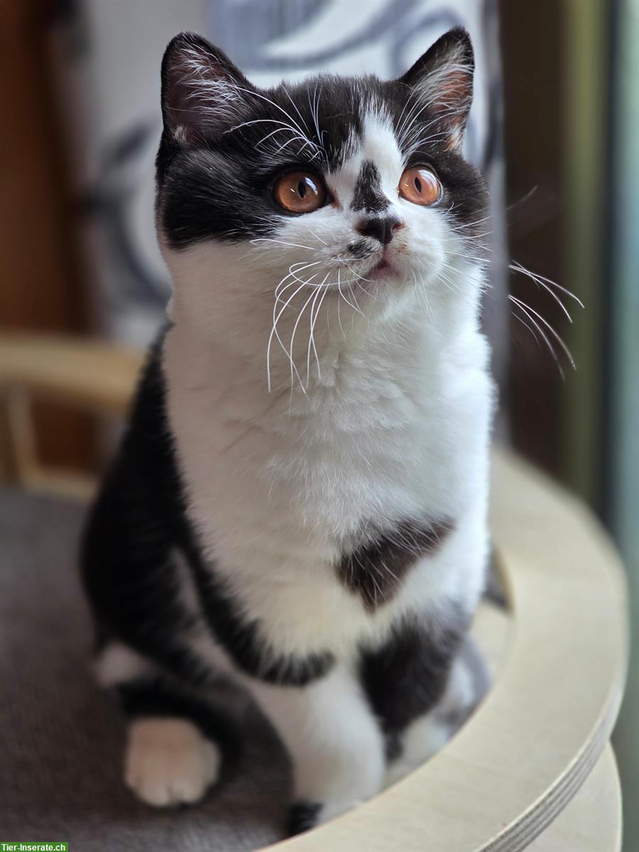 Junges BKH Katzen Mädchen zum verlieben