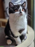 Junges BKH Katzen Mädchen zum verlieben