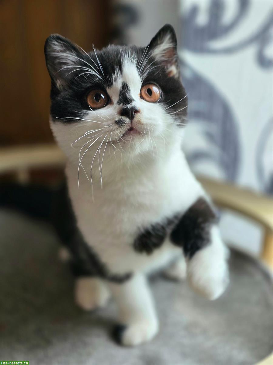 Bild 3: Junges BKH Katzen Mädchen zum verlieben