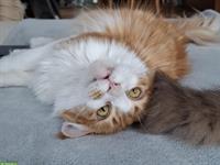 Maine Coon Kätzin, rot-weiss, sucht kuscheliges Zuhause